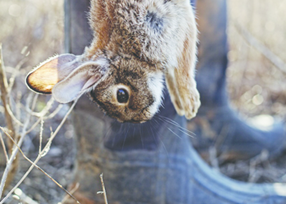 Hunter, Gatherer, Chef: Going Beyond Farm to Table