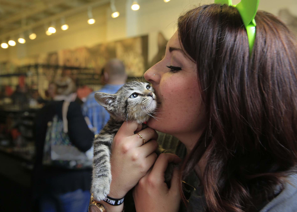 From Cat Ladies to Cat-repreneurs