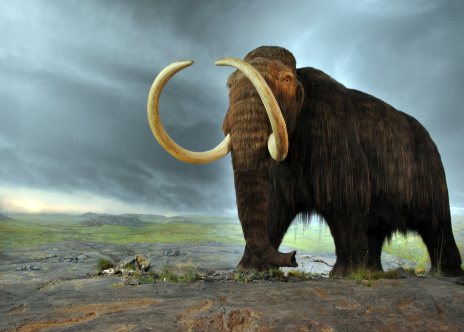 Genetic Rescue: Can We Intervene for the Planet?