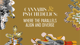 Cannabis and Psychedelics: Where the Parallels Align and Diverge