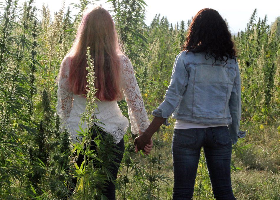 Hemp Seed to CBD Meet Up