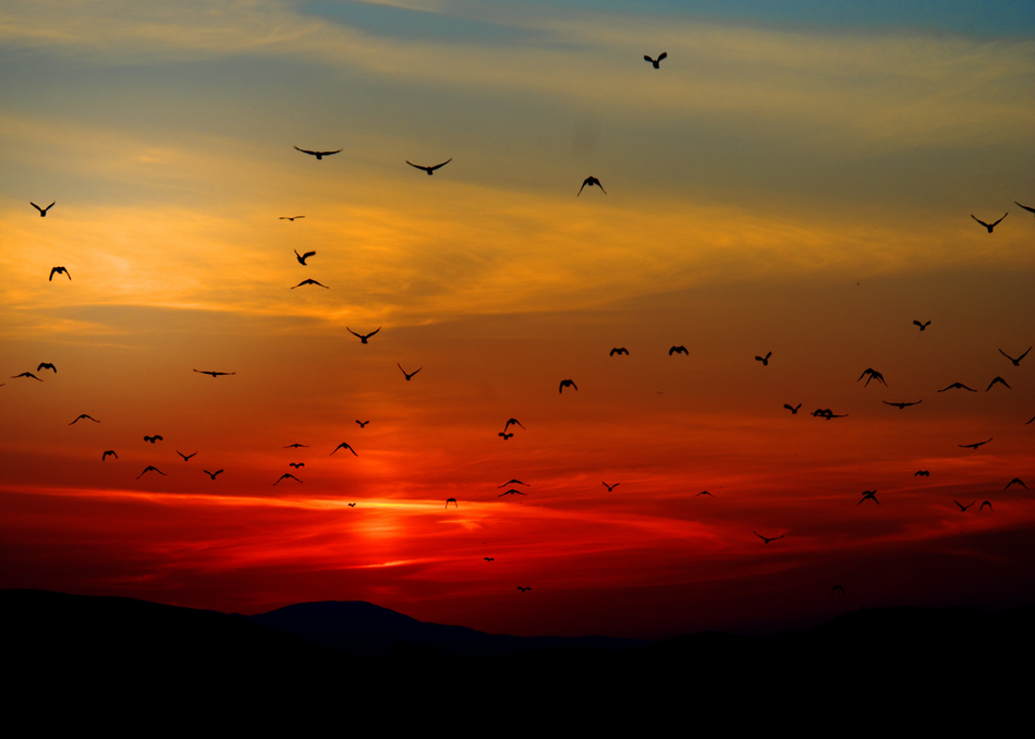 Starving for Darkness: Light Pollution and Wildlife