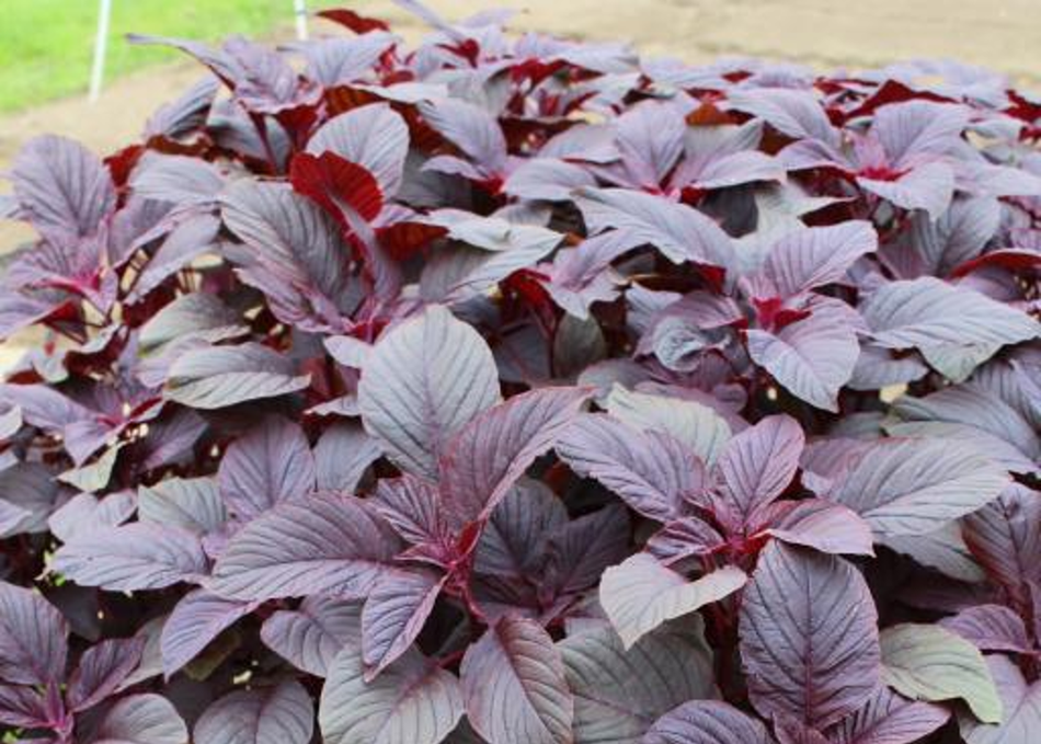 Organic Hydroponics Impact on Future Food Systems