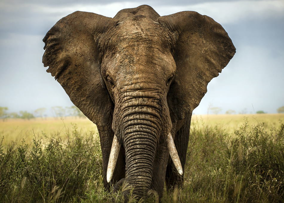Wildlife Rangers Armed with AI