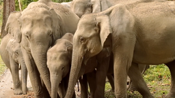 Elephants: The Climate Mitigators & The Shackled Gods