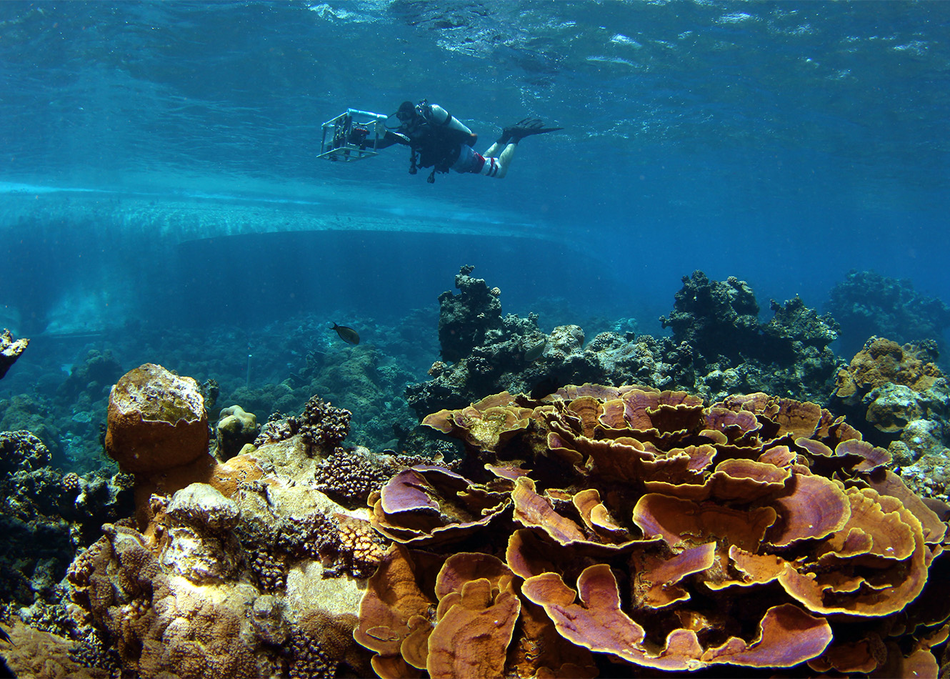 Saving Coral Reefs One Pixel at a Time