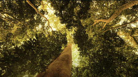 Bioeconomy: Thriving in the Amazon Rainforest