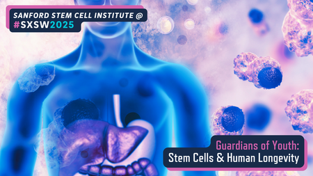 Guardians of Youth: Stems Cells & Human Longevity